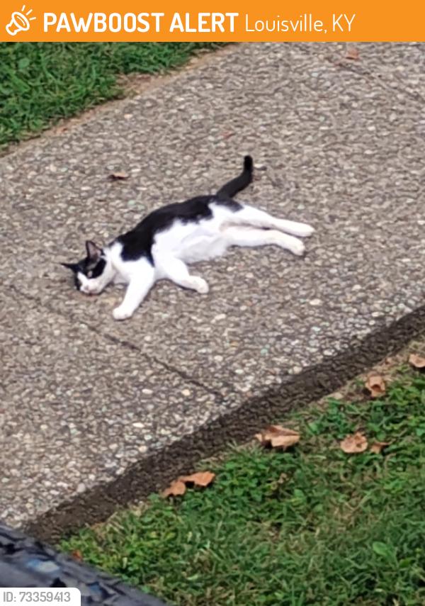 Found/Stray Unknown Cat last seen La Fontenay apmts 40223, Louisville, KY 40203