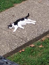 Found/Stray Unknown Cat last seen La Fontenay apmts 40223, Louisville, KY 40203