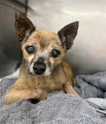 Shelter Stray Male Dog last seen Near BLOCK N LA CADENA, 333 Chandler Pl, San Bernardino, CA 92408, USA