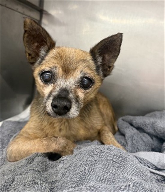 Shelter Stray Male Dog last seen Near BLOCK N LA CADENA, 333 Chandler Pl, San Bernardino, CA 92408, USA