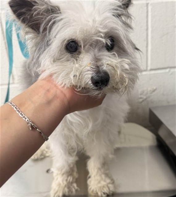 Shelter Stray Female Dog last seen FAIRVIEW/PAMLETTO, 333 Chandler Pl, San Bernardino, CA 92408, USA