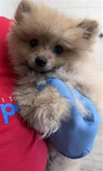 Shelter Stray Male Dog last seen , 333 Chandler Pl, San Bernardino, CA 92408, USA