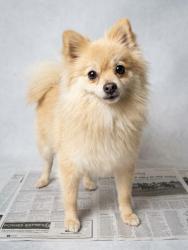Shelter Stray Female Dog last seen , West Valley Animal Shelter, 20655 Plummer St, Chatsworth, CA 91311, USA