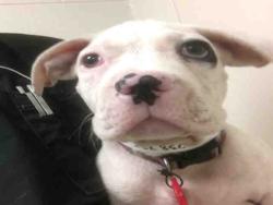 Shelter Stray Male Dog last seen Near BLOCK HAMPTON SPRINGS CT, 127 Humane Ln, Columbia, SC 29201, USA
