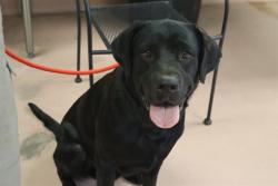 Shelter Stray Male Dog last seen Near BLOCK SHAKE SPEAR RD, 127 Humane Ln, Columbia, SC 29201, USA