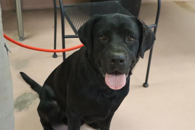 Shelter Stray Male Dog last seen Near BLOCK SHAKE SPEAR RD, 127 Humane Ln, Columbia, SC 29201, USA