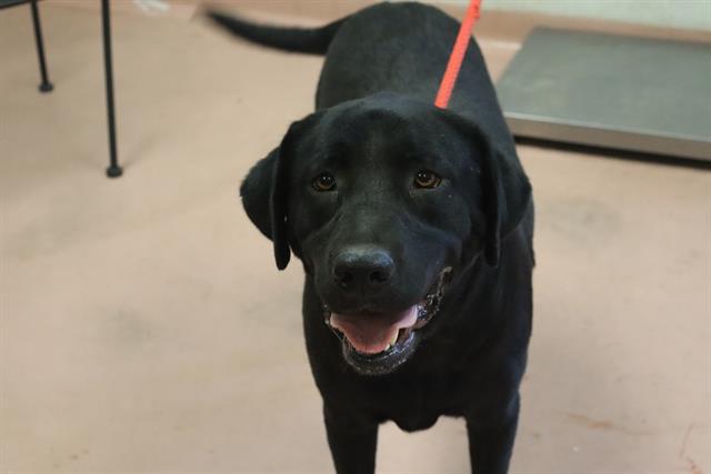 Shelter Stray Female Dog last seen Near BLOCK SHAKE SPEAR LN, 127 Humane Ln, Columbia, SC 29201, USA