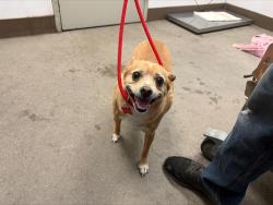 Shelter Stray Female Dog last seen , 4000 N Silverbell Rd, Tucson, AZ 85745, USA