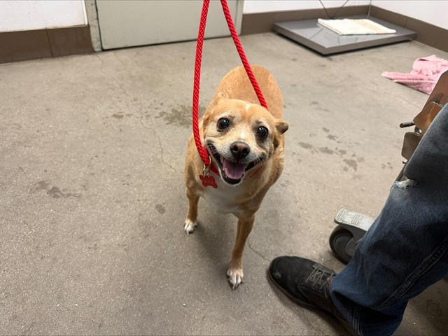 Shelter Stray Female Dog last seen , 4000 N Silverbell Rd, Tucson, AZ 85745, USA