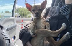 Shelter Stray Male Dog last seen W CAMELBACK RD AND N 23RD AVE, 2500 S 27th Ave, Phoenix, AZ 85009, USA