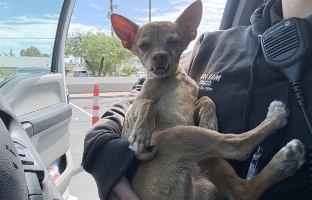 Shelter Stray Male Dog last seen W CAMELBACK RD AND N 23RD AVE, 2500 S 27th Ave, Phoenix, AZ 85009, USA