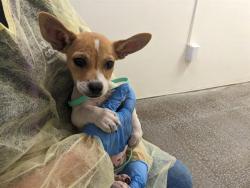 Shelter Stray Male Dog last seen 299TH AVE AND PATTON RD, 2500 S 27th Ave, Phoenix, AZ 85009, USA