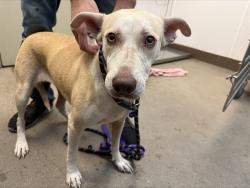 Shelter Stray Female Dog last seen , 4000 N Silverbell Rd, Tucson, AZ 85745, USA