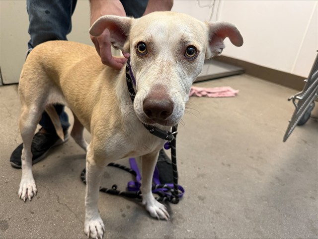 Shelter Stray Female Dog last seen , 4000 N Silverbell Rd, Tucson, AZ 85745, USA