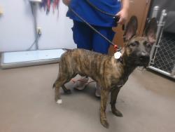 Shelter Stray Male Dog last seen Near BLOCK N 31ST AVE, 2500 S 27th Ave, Phoenix, AZ 85009, USA
