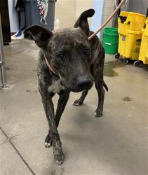 Shelter Stray Male Dog last seen 19TH AVE AND BUCKEYEY RD, 2500 S 27th Ave, Phoenix, AZ 85009, USA