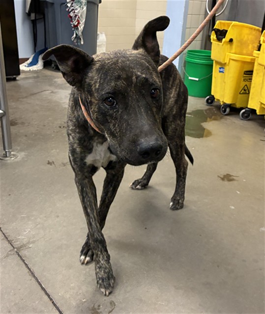 Shelter Stray Male Dog last seen 19TH AVE AND BUCKEYEY RD, 2500 S 27th Ave, Phoenix, AZ 85009, USA