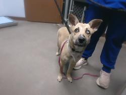 Shelter Stray Female Dog last seen 14TH ST AND GLENROSA AVE, 2500 S 27th Ave, Phoenix, AZ 85009, USA