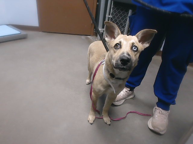 Shelter Stray Female Dog last seen 14TH ST AND GLENROSA AVE, 2500 S 27th Ave, Phoenix, AZ 85009, USA