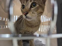 Shelter Stray Male Cat last seen Near BLOCK SW 29 ST, DAVIE FL 33314, 2400 SW 42nd St, Fort Lauderdale, FL 33312, USA