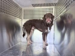 Shelter Stray Male Dog last seen W BETHANY HOME RD AND N 19TH AVE, 2500 S 27th Ave, Phoenix, AZ 85009, USA