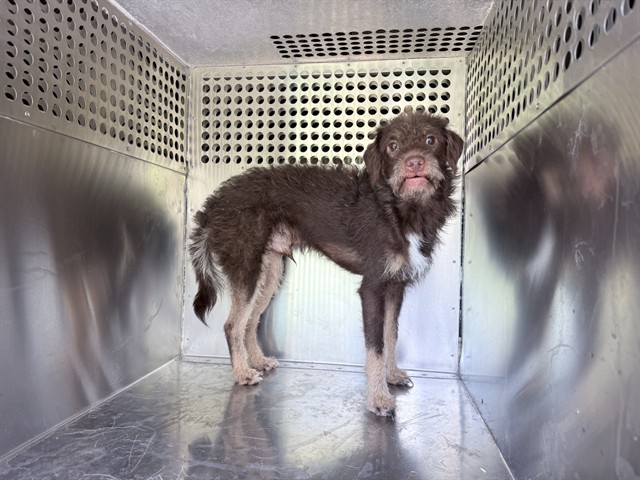 Shelter Stray Male Dog last seen W BETHANY HOME RD AND N 19TH AVE, 2500 S 27th Ave, Phoenix, AZ 85009, USA