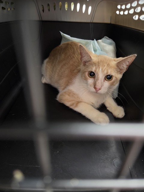 Shelter Stray Male Cat last seen Near BLOCK SW 29 ST, DAVIE FL 33314, 2400 SW 42nd St, Fort Lauderdale, FL 33312, USA