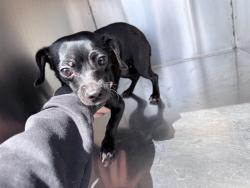 Shelter Stray Female Dog last seen W BETHANY HOME RD AND N 19TH AVE, 2500 S 27th Ave, Phoenix, AZ 85009, USA