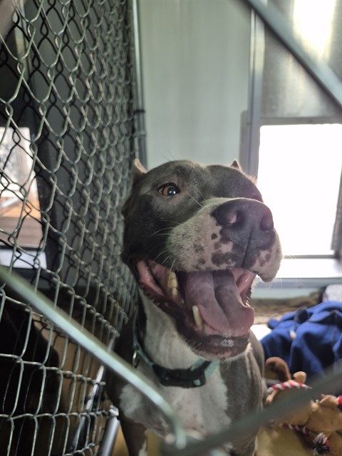 Shelter Stray Female Dog last seen Near BLOCK SW 10 CT, DAVIE FL 33325, 2400 SW 42nd St, Fort Lauderdale, FL 33312, USA