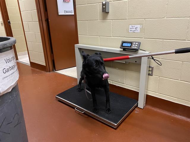 Shelter Stray Female Dog last seen A PARK, 3839 W Burnham St, West Milwaukee, WI 53215, USA
