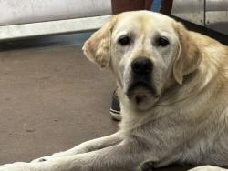 Shelter Stray Male Dog last seen , 14409 Vanowen St, Van Nuys, CA 91405, USA