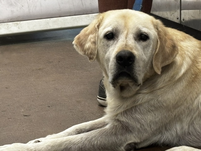 Shelter Stray Male Dog last seen , 14409 Vanowen St, Van Nuys, CA 91405, USA