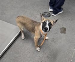 Shelter Stray Male Dog last seen GERMANN RD AND GREENFIELD RD, 1920 S Lewis, Mesa, AZ 85210, USA