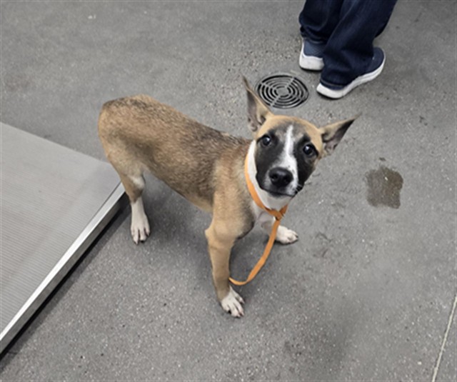 Shelter Stray Male Dog last seen GERMANN RD AND GREENFIELD RD, 1920 S Lewis, Mesa, AZ 85210, USA