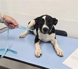 Shelter Stray Female Dog last seen GERMANN RD AND GREENFIELD RD, 1920 S Lewis, Mesa, AZ 85210, USA
