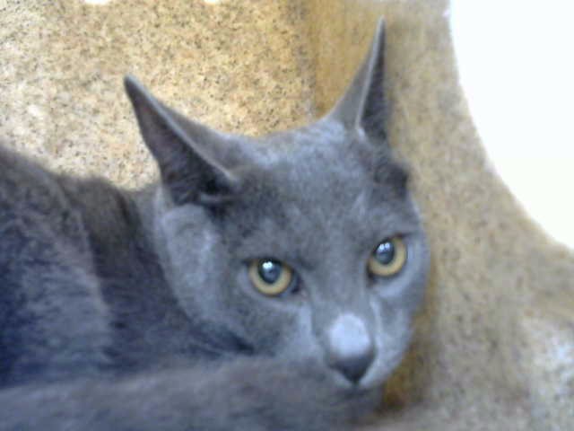 Shelter Stray Male Cat last seen Near BLOCK SKYLINE RD NE, 8920 Lomas Blvd NE, Albuquerque, NM 87112, USA