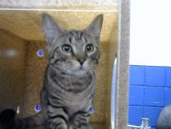 Shelter Stray Male Cat last seen Near BLOCK SKYLINE RD NE, 8920 Lomas Blvd NE, Albuquerque, NM 87112, USA