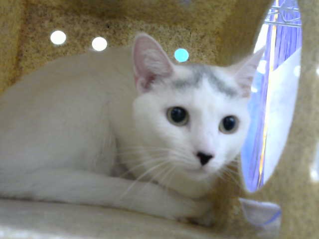 Shelter Stray Female Cat last seen Near BLOCK SOONER TRL, 8920 Lomas Blvd NE, Albuquerque, NM 87112, USA