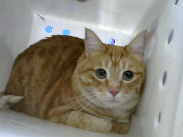 Shelter Stray Male Cat last seen Near BLOCK ACADEMY, 8920 Lomas Blvd NE, Albuquerque, NM 87112, USA