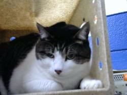 Shelter Stray Male Cat last seen Near BLOCK ACADEMY, 8920 Lomas Blvd NE, Albuquerque, NM 87112, USA