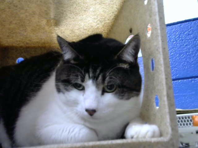 Shelter Stray Male Cat last seen Near BLOCK ACADEMY, 8920 Lomas Blvd NE, Albuquerque, NM 87112, USA