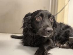 Shelter Stray Male Dog last seen Near BLOCK E THORNTON AVE, HEMET, CA 92543, 581 S Grand Ave, San Jacinto, CA 92582, USA