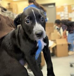 Shelter Stray Female Dog last seen Near BLOCK E THORNTON AVE, HEMET CA 92543, 581 S Grand Ave, San Jacinto, CA 92582, USA