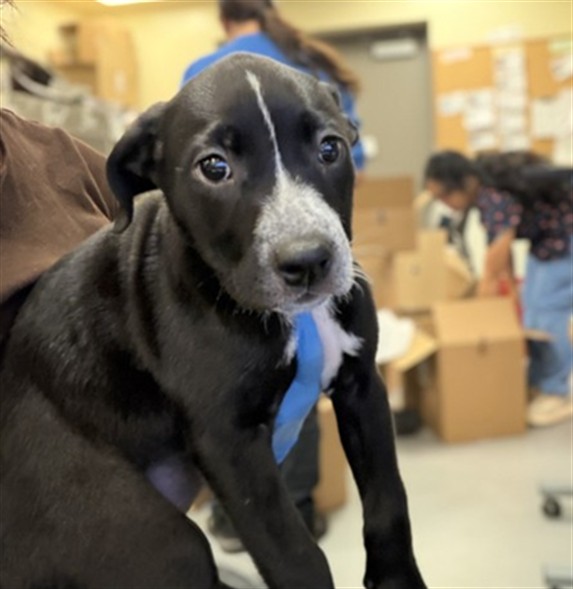 Shelter Stray Female Dog last seen Near BLOCK E THORNTON AVE, HEMET CA 92543, 581 S Grand Ave, San Jacinto, CA 92582, USA