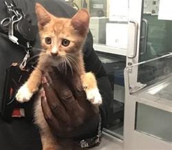 Shelter Stray Male Cat last seen Near BLOCK N HEMET ST, HEMET CA 92544, 581 S Grand Ave, San Jacinto, CA 92582, USA