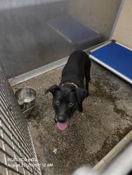 Shelter Stray Male Dog last seen SETTLERS DR AND CLOCK TOWER PKWY, 19640 Dogpatch Ln, Land O' Lakes, FL 34638, USA