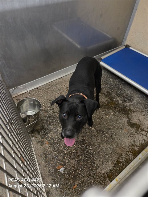 Shelter Stray Male Dog last seen SETTLERS DR AND CLOCK TOWER PKWY, 19640 Dogpatch Ln, Land O' Lakes, FL 34638, USA