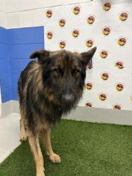 Shelter Stray Female Dog last seen CHANCEY RD, 19640 Dogpatch Ln, Land O' Lakes, FL 34638, USA