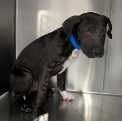 Shelter Stray Male Dog last seen PINECREST-IDYLLWILD CA 92549, 72050 Pet Land Pl, Thousand Palms, CA 92276, USA