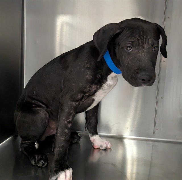 Shelter Stray Male Dog last seen PINECREST-IDYLLWILD CA 92549, 72050 Pet Land Pl, Thousand Palms, CA 92276, USA